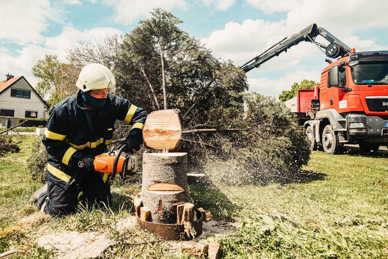 Best Large Tree Removal  in Oak Ridge, FL